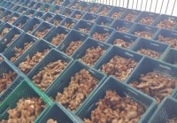 Fresh Ginger