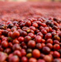coffee beans